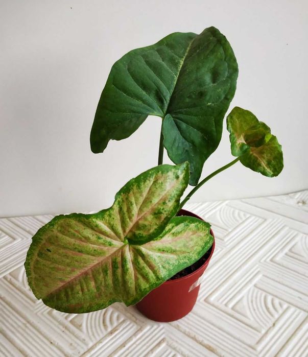 Молодой сингониум Конфетти Триколор