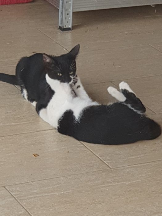 Ofer spre adoptie pisoi si pisicuta de 3 luni