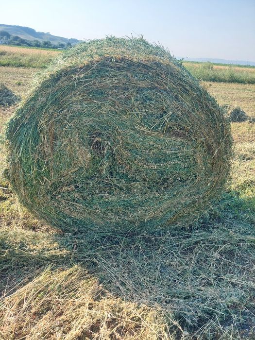 Baloti lucerna coasa a 3.a