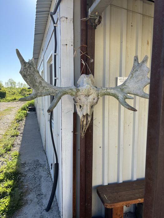 Продал Лосинные  Рога
