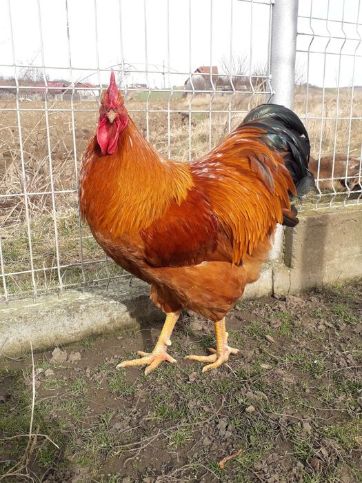 Vând ouă pentru incubație