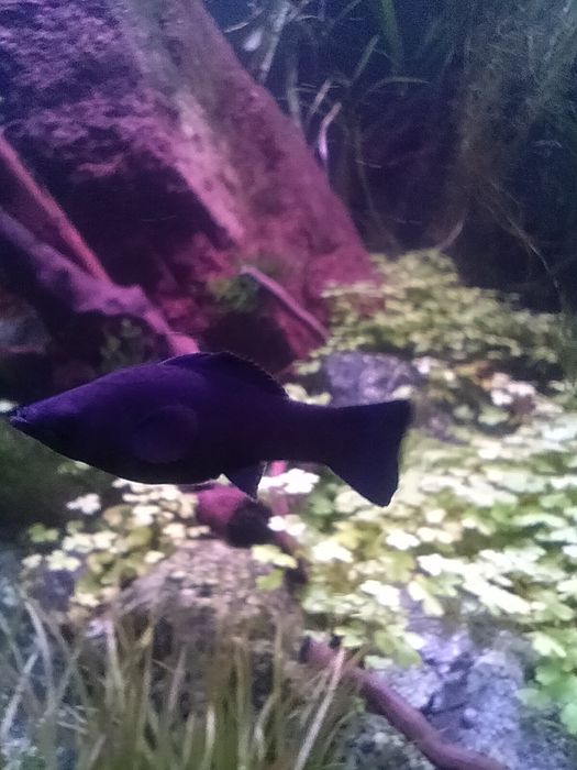 Аквариумные рыбки