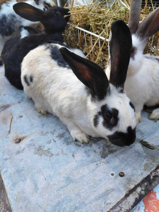 Продавам мъжки и женски зайци за разплод