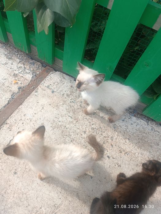 Отдам бесплатно котят