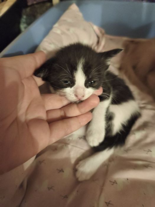 ПОДАРЯВАМ малки котенца