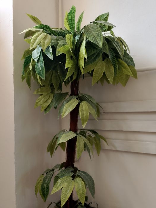 Гул терек сатылады