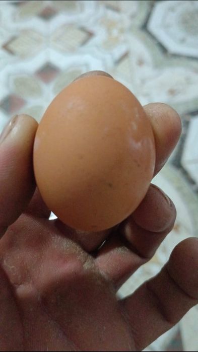 Ламан Броун несушка