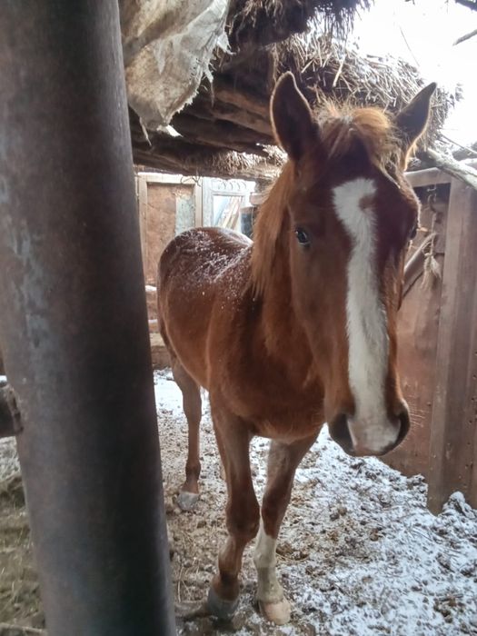 Тай сатамын жылқы