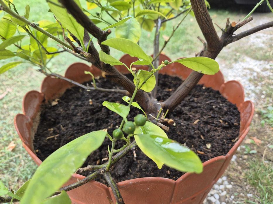 Mandarin-calamondin, pe rod, 1,75m inaltime