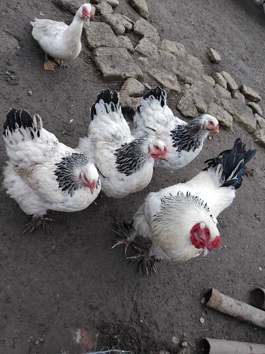 Găini btachm hd de vanzare