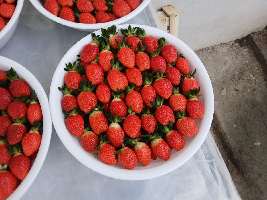 Клубник Корейский солхян