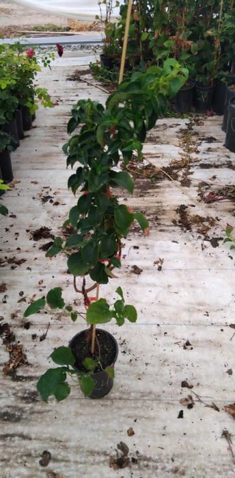 Катерлива хортензия