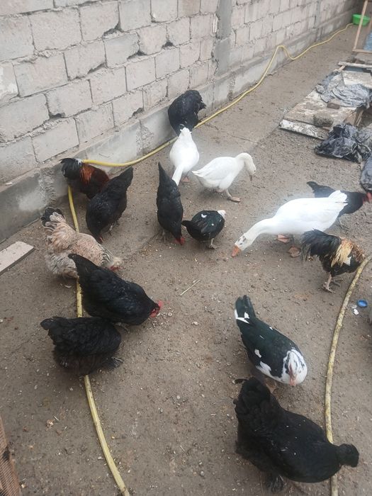 Qora honaki tovug'lar sotiladi tuxum tug'adi