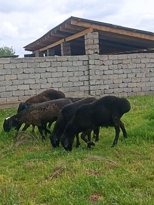 5бас қошқар сатылады