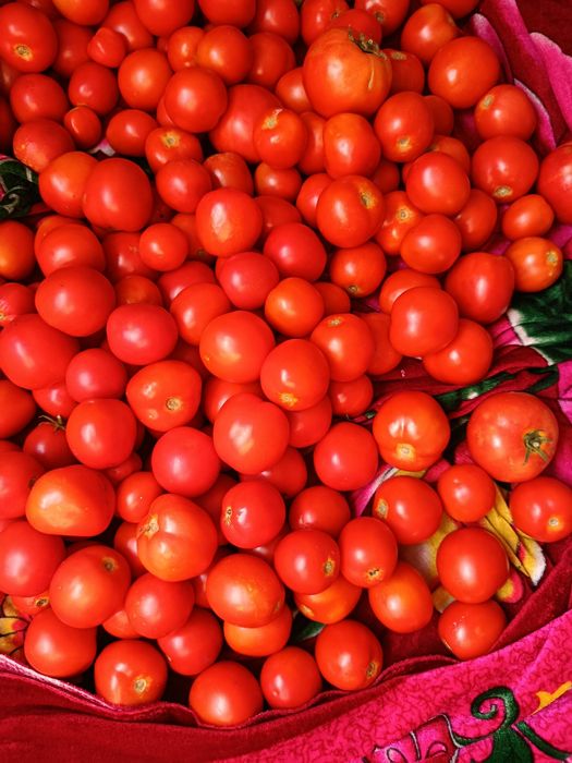 Продам дачные помидоры