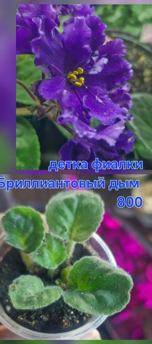 Домашние цветы разные