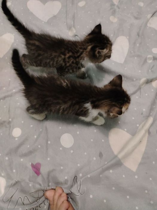 Отдам даром  котенки