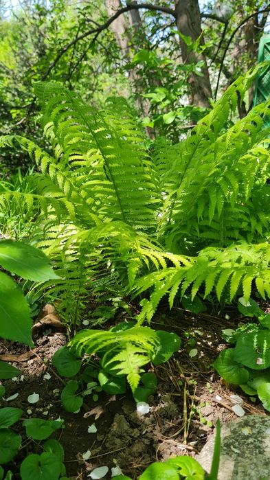 Продам папоротник