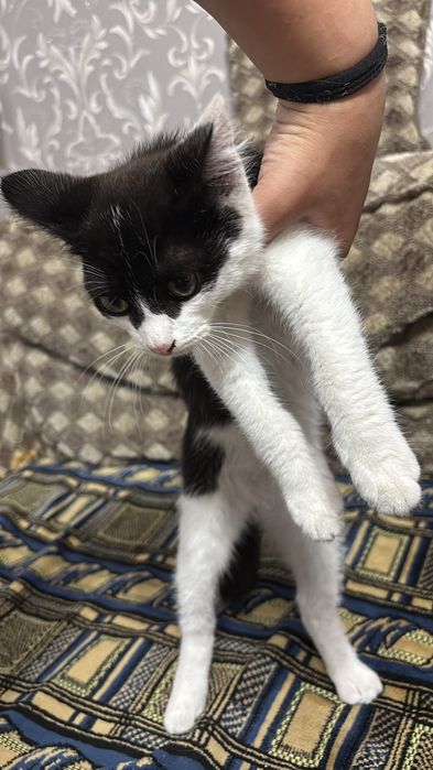 Отдам котёнка в хорошие руки