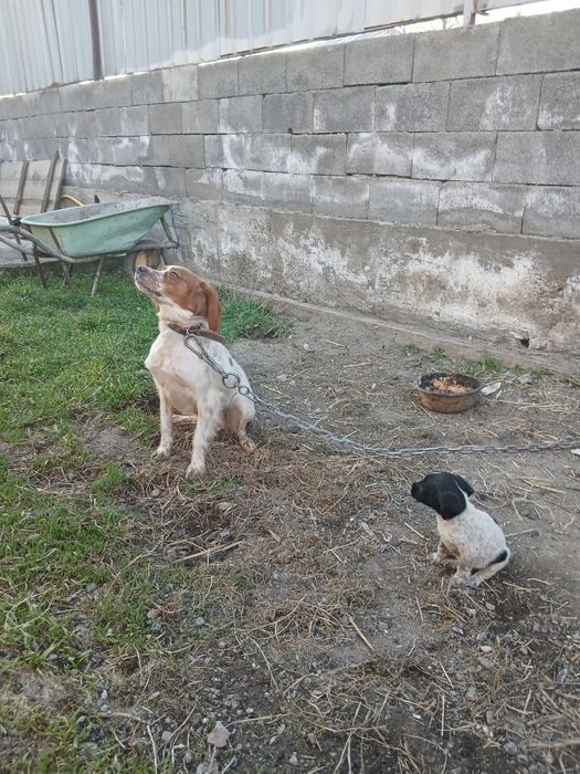 Продам щенка эпаньоль бретона