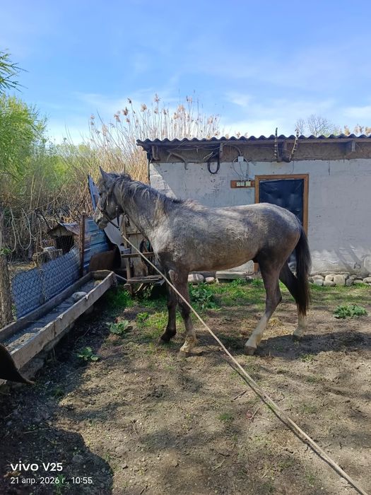 Продам лошадь Кунан