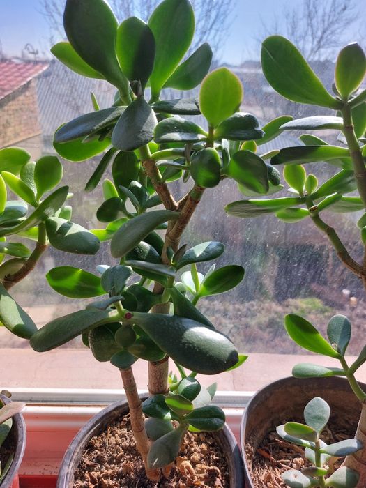 Комнатные цветы и растения