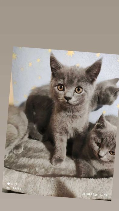 Нов дом на котенца