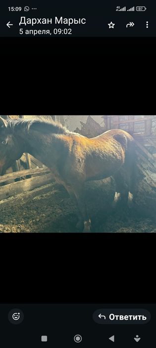 Жеребец хорошй  касяк хорошы держет.