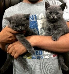 Mushuklar sotiladi. British Shorthair.