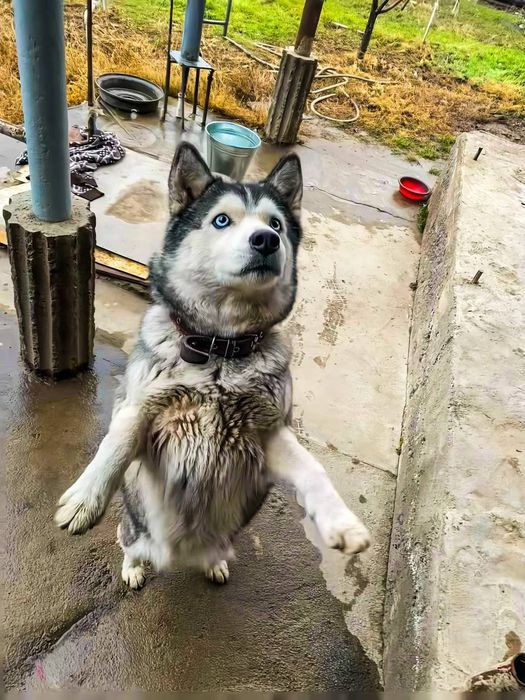 Xaski kuchuk хаски кучук