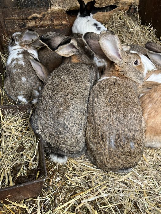 iepuri maturi si tineret