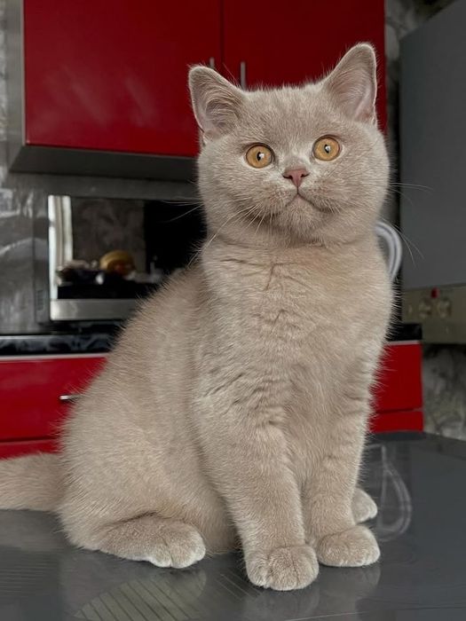 Британская кошка Fawn