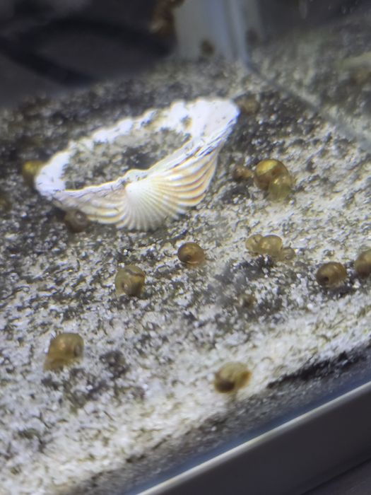 Продаю аквариумных улиток