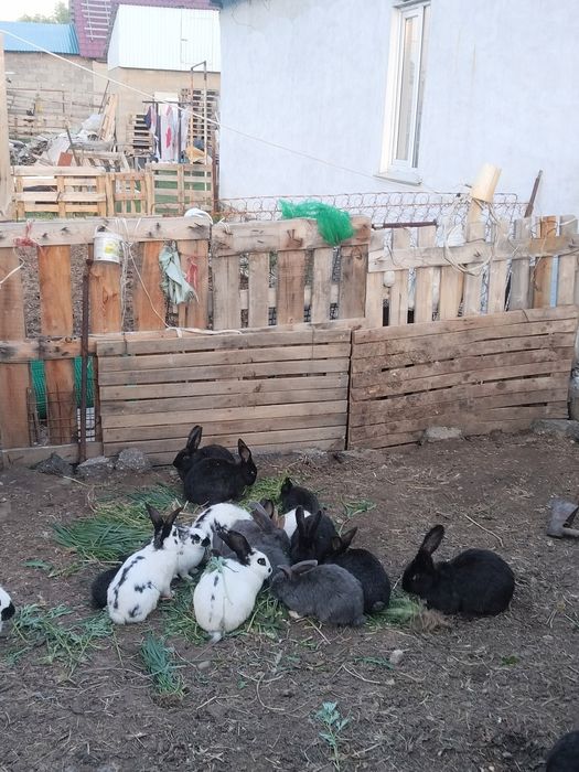 Продам  кроликов
