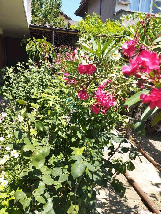 Зукум (олеандър)