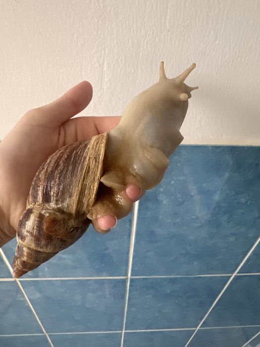 Продается улитка