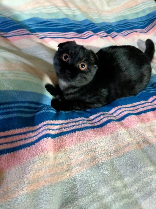 Скотишь фолд 5 мес