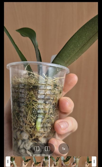 Орхидея Минимарк MiniMark