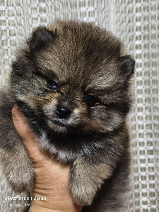 Очаровательные щенки шпица.