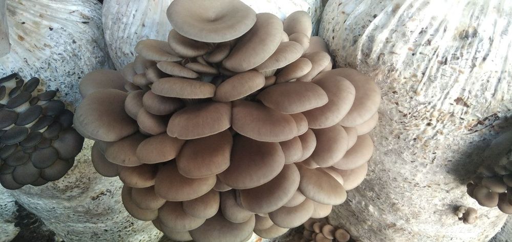 Грибы вешенка.   [Qo'ziqorin]