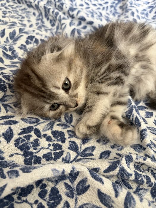 шотландские котята