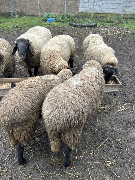 Berbec Carabas Sarbesc de vanzare