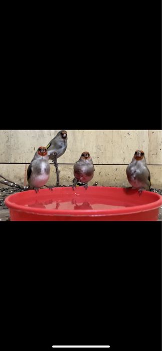 Щеглы седоголовые