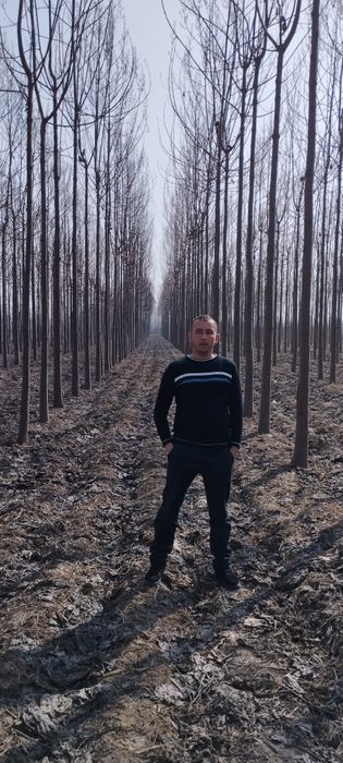 Корни и черенки павлония