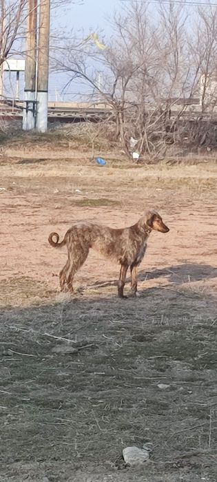 Тазы 9 айлық күшік .