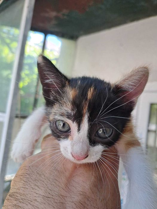 Adoptie pisicuta mica foarte draguta