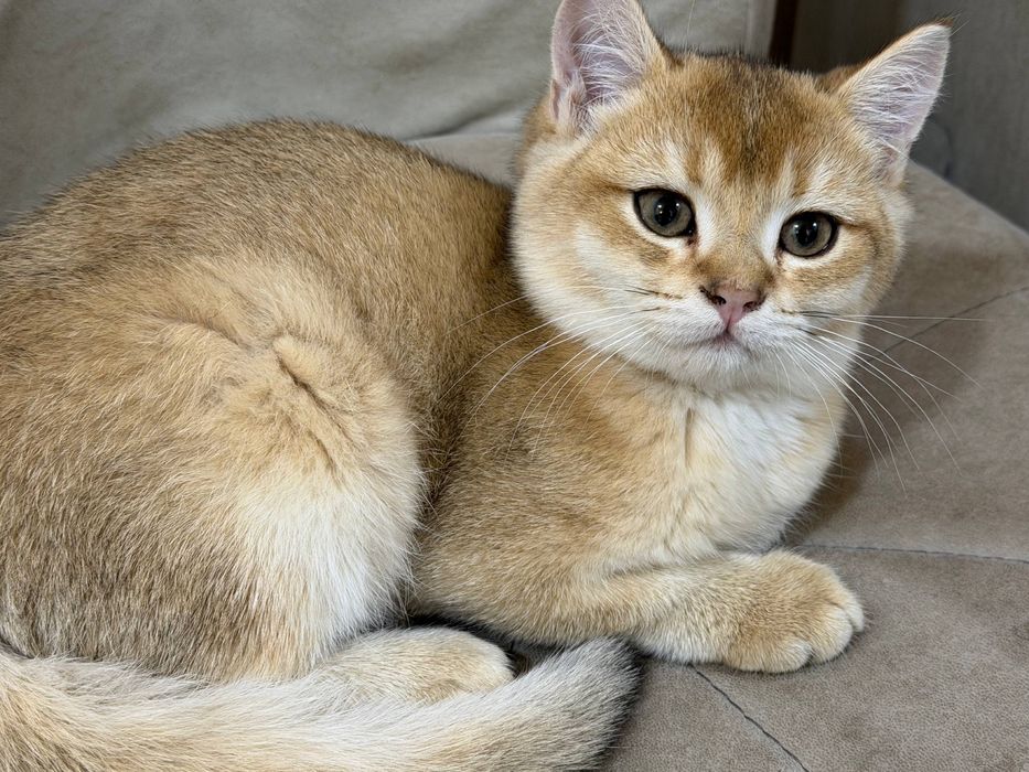 Золотой шиншила ny25