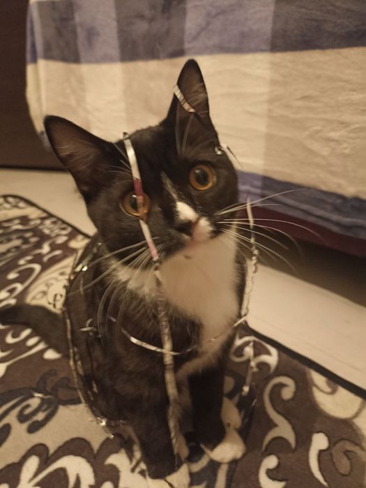 Отдам кошку в добрые руки!