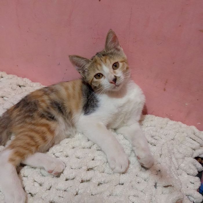 Отдадим котят в хорошие руки
