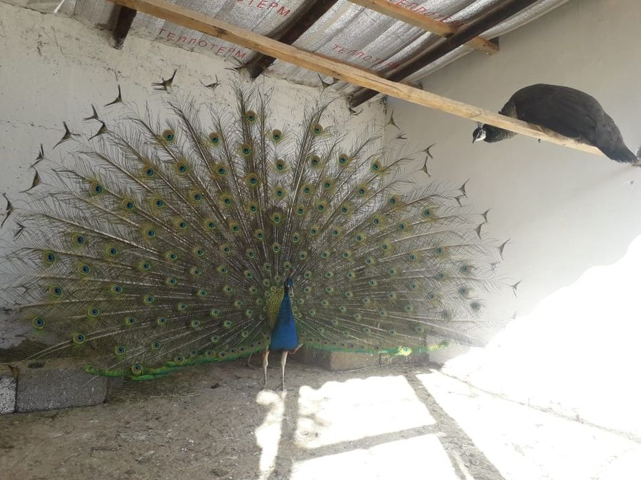 Индийские павлины
